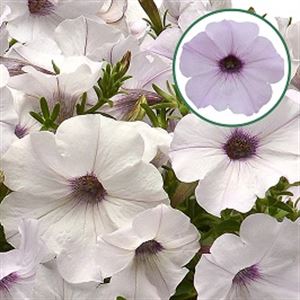 Afbeelding van Petunia P12 Silver